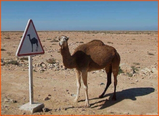 private tour from Marrakech in Morocco to desert in Zagora private tour from Marrakech in Morocco to desert in Zagora